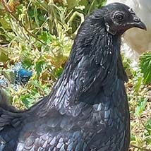 A black chicken in a green background